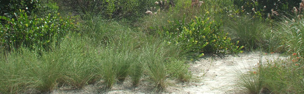 Plant Real Florida Bring Your Landscape to Life with
