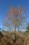 Red Maple tree