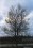 Acer negundo Box Elder