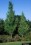 Acer spp.