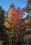 Acer spp.