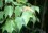 Acer spp. foliage