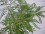 Alvaradoa amorphoides foliage