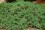 Ambrosia hispidia bed