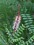Amorpha herbacea var. crenulata