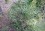 Amorpha herbacea var. crenulata