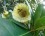 Amphitecna latifolia bloom