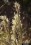 Andropogon spp.