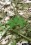 Arisaema dracontium foliage