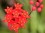 Asclepias lanceolata close up