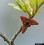 Asimina parviflora flower