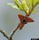 Asimina parviflora flower