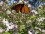 butterfly on climbing aster