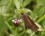 Ocala Skipper on Flower