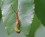 Furcula borealis Moth on Leaf