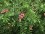 Winged Sumac