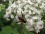 Frostweed with Bee