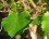 Vitis Rotundifolia