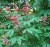 Red Buckeye