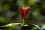 Indian Pink flower closeup