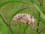Pink Milkweed Asclepsias Incarnata and beetle
