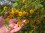 Sweet Acacia flowers