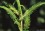 Achillea Millefolium Foliage