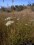 Achillea Millefolium