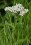 Achillea Millefolium