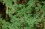 Ambrosia hispidia foliage