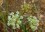 Asclepias verticillata close up