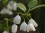 Halesia diptera flowers