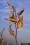 asclepias incarnata pink milkweed seed pod