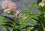 Pink Milkweed Asclepsias Incarnata with bee