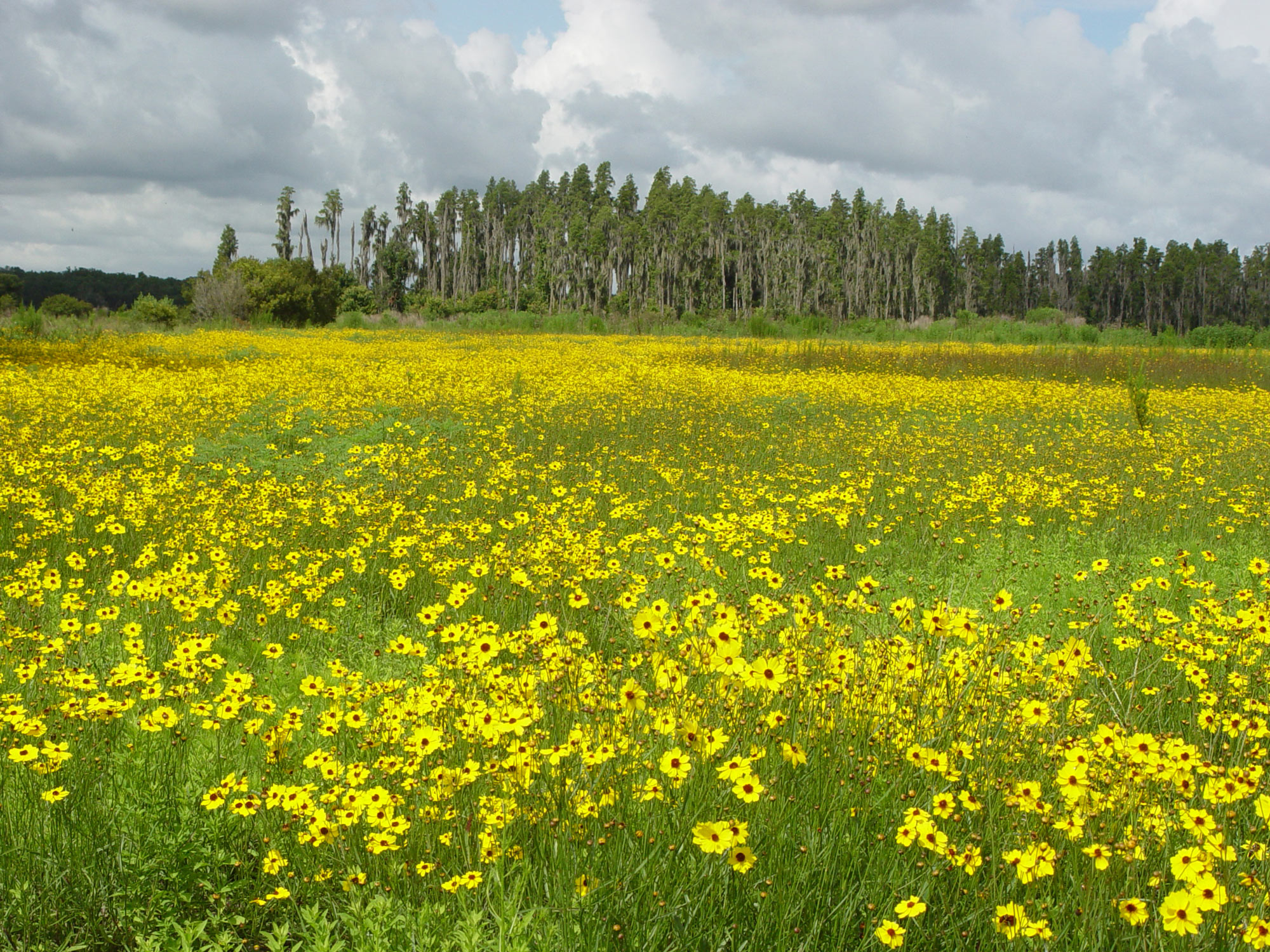 Coreopsis field