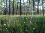 Longleaf pine woodland