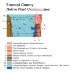 Broward County is one of our most heavily urbanized areas. Yet it is home to nearly a dozen native plant communities, as shown on this close-up view of the Plant Communities Map. The light blue swath is Everglades. The best example of native coastal landscaping can be found in Hugh Taylor Birch State Park. In Fern Forest, Broward County Parks, a remnant wetland forest can be seen – just a fraction of what was once one of the richest ecosystems in Southeast Florida – a river running through huge Bald Cypress and a forest of tropical trees covered in orchids, bromeliads and ferns.