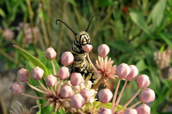 Monarch caterpillar on swamp milkweed