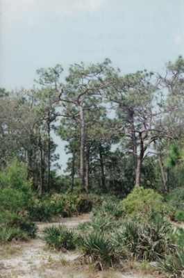 Scrubby pine flatwoods in South Brevard County, Florida. Photo by Kevin Dodge.