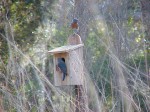 Blue birds at nest box