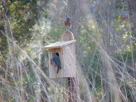 Blue birds at nest box