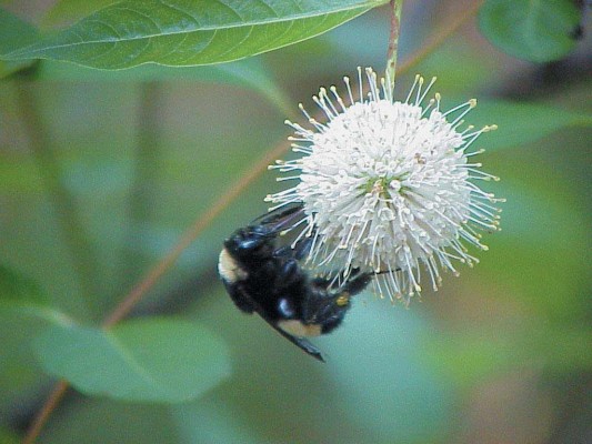 Bumblebee nectars on the flower of Buttonbush (Cephalanthus occidentalis), a medium to large-sized shrub that attracts butterflies and is a good choice for lake or pondside margins throughout much of Florida. Photo by Sharon LaPlante.