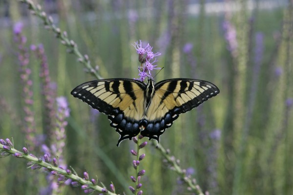 Why we plant native: butterfly nectaring on Blazing Star.