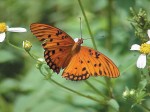 Adult Gulf Fritillary butterfly nectars on the common-but-important Spanish Needles (Bidens alba). Photo by Sharon LaPlante.