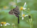 Long-tailed Skipper on Spanish Needles (Bidens alba)